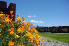 California poppies