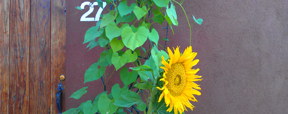 Sunflower in front of adobe wall, next to a La Luz homeowner’s gate