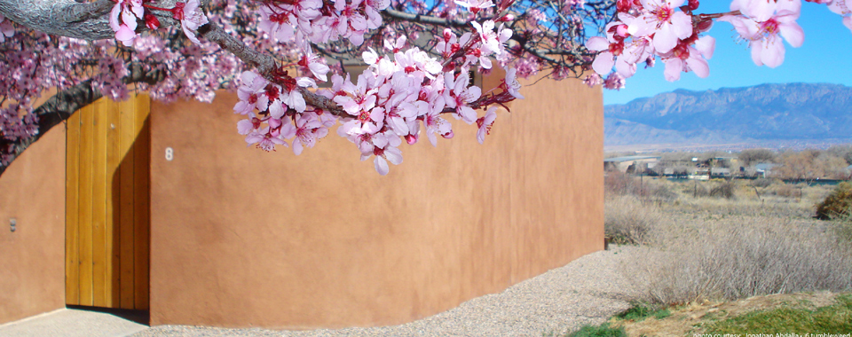 Blooming cherry tree, next to a home patio gate with view of mesa and mountains